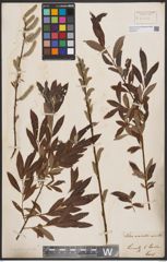 Foto von Salix aurita L. x Salix viminalis L.